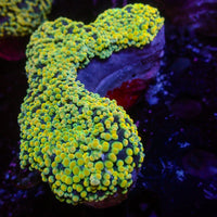 WYSIWYG Golden Rainbow Wall Frogspawn Colony (4-5")