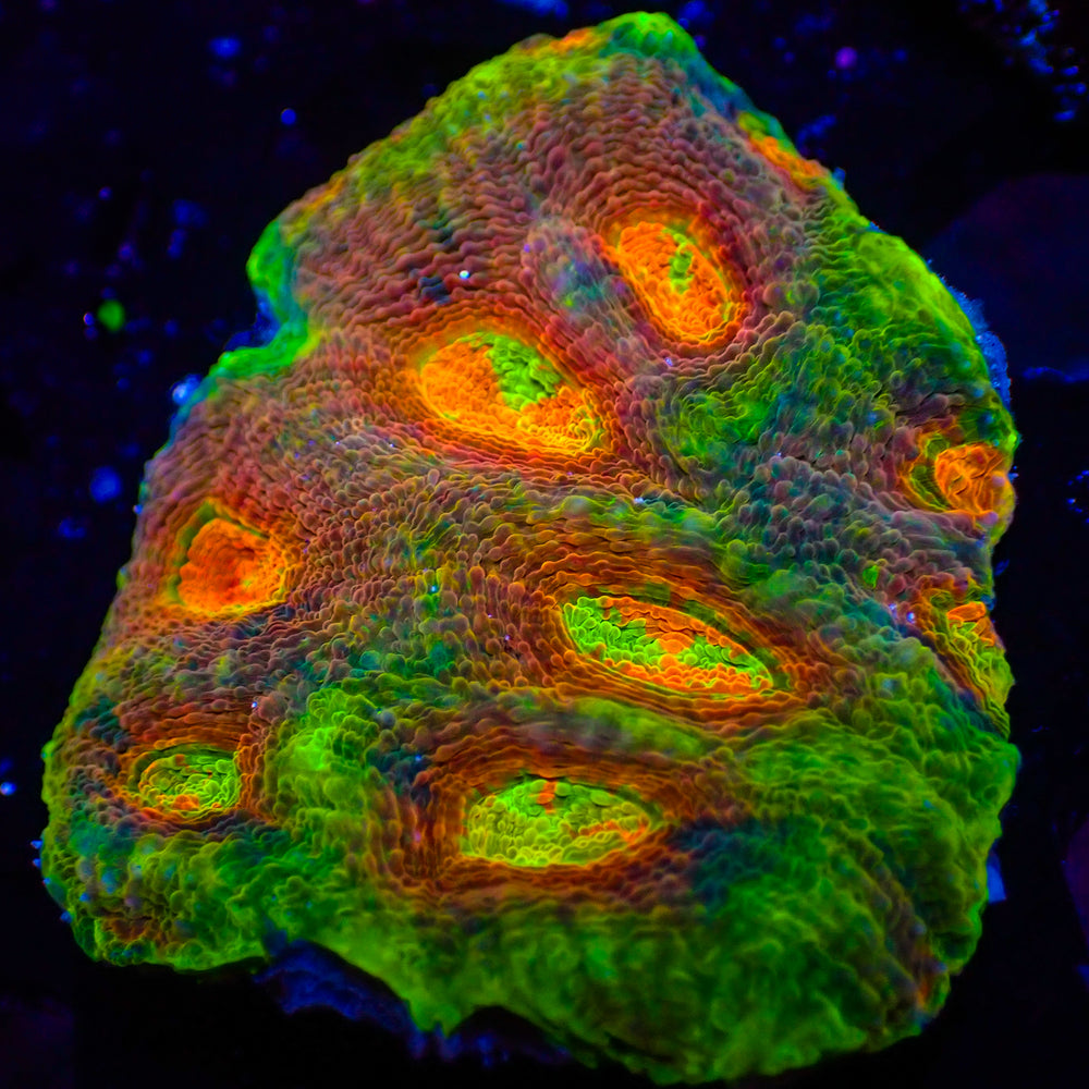 Ultra Rainbow Miami Mayhem Echinata (2-3 Polyps)