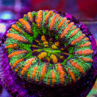 WYSIWYG Orange Stripe Rainbow Button Scoly (0.5-1”)