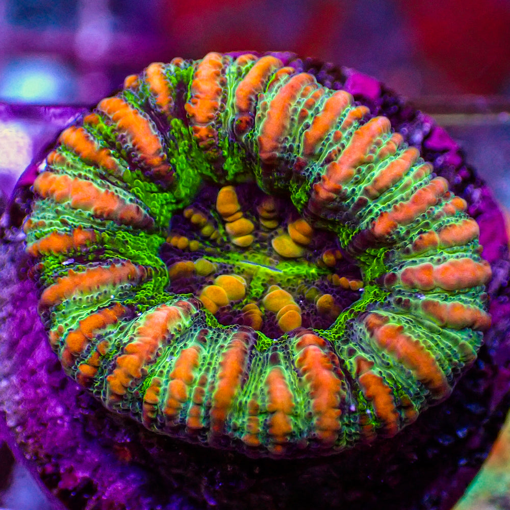 WYSIWYG Orange Stripe Rainbow Button Scoly (0.5-1”)