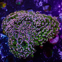 WYSIWYG Purple Tip Wall Hammer (3-4")
