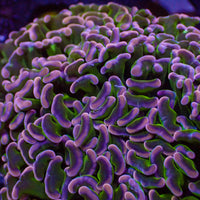 WYSIWYG Purple Tip Wall Hammer (3-4")
