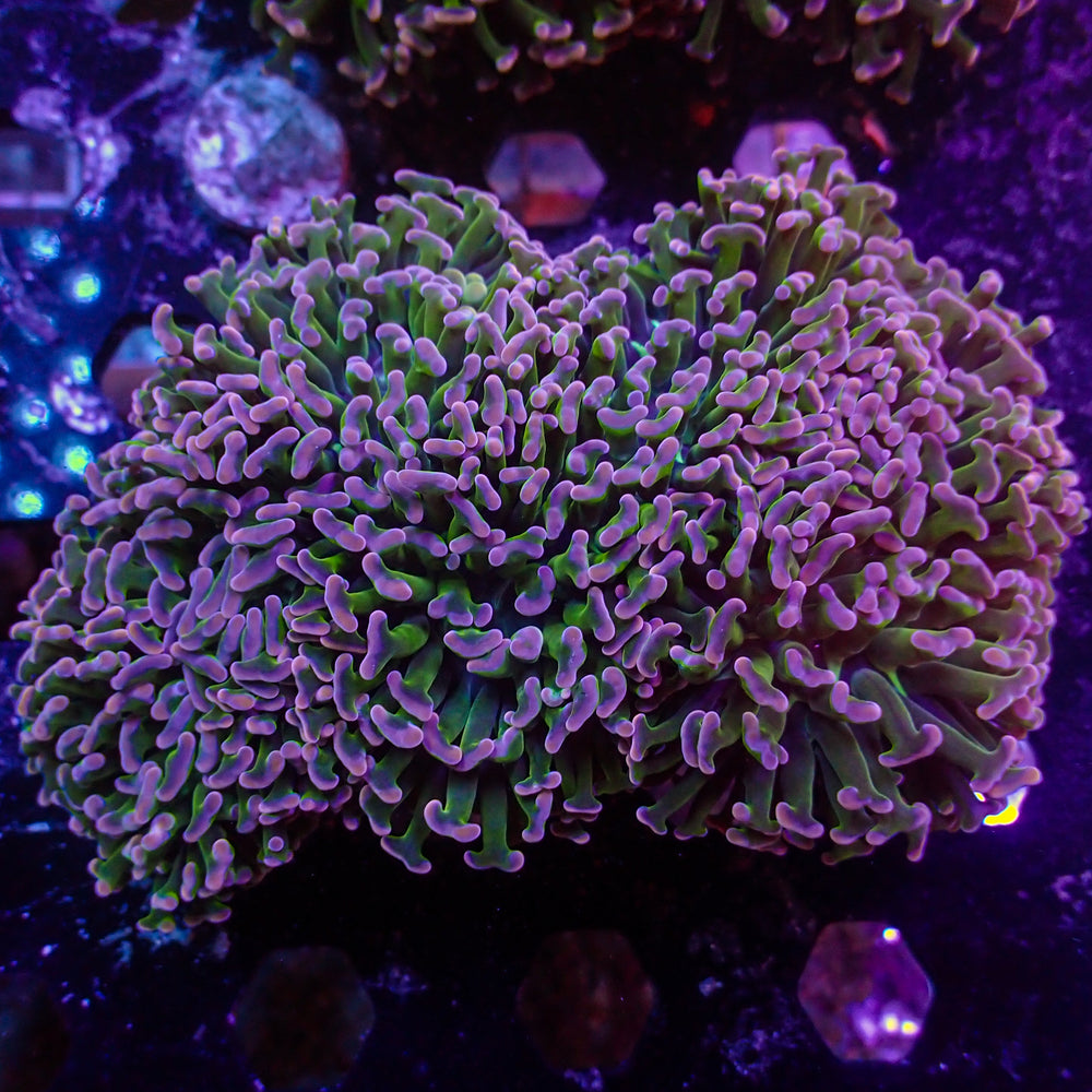 WYSIWYG Purple Tip Wall Hammer (3-4