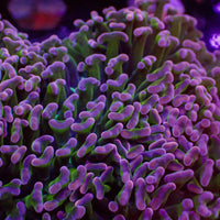 WYSIWYG Purple Tip Wall Hammer  (3-4")
