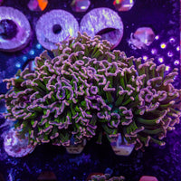 WYSIWYG Purple Tip Wall Hammer  (3-4")
