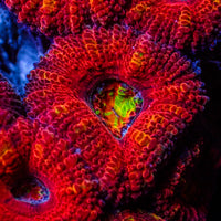 Cali Meltdown Rainbow Acans (2-3 Polyps)