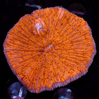 WYSIWYG Neon Bright Orange Fungia Plate (2-3")