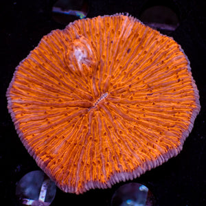 WYSIWYG Neon Bright Orange Fungia Plate (2-3")