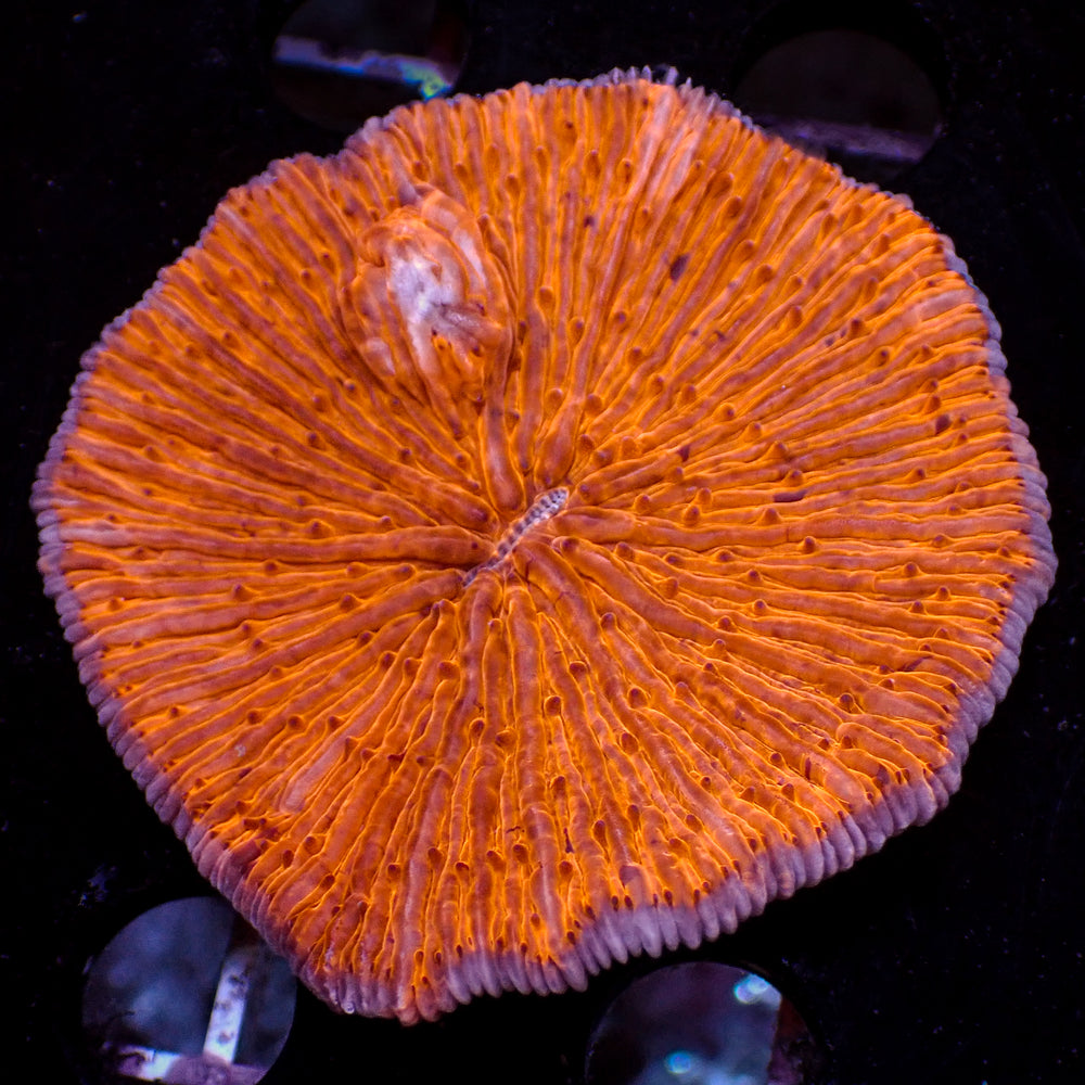 WYSIWYG Neon Bright Orange Fungia Plate (2-3