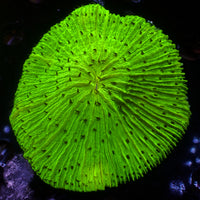 WYSIWYG Neon Green Lime Fungia Plate (2-3")