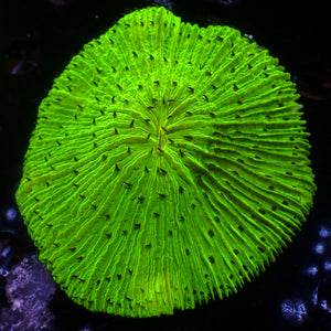 WYSIWYG Neon Green Lime Fungia Plate (2-3")