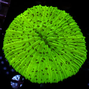 WYSIWYG Neon Green Lime Fungia Plate (3-4")