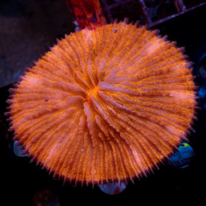 WYSIWYG Neon Bright Orange Fungia Plate (2-3")