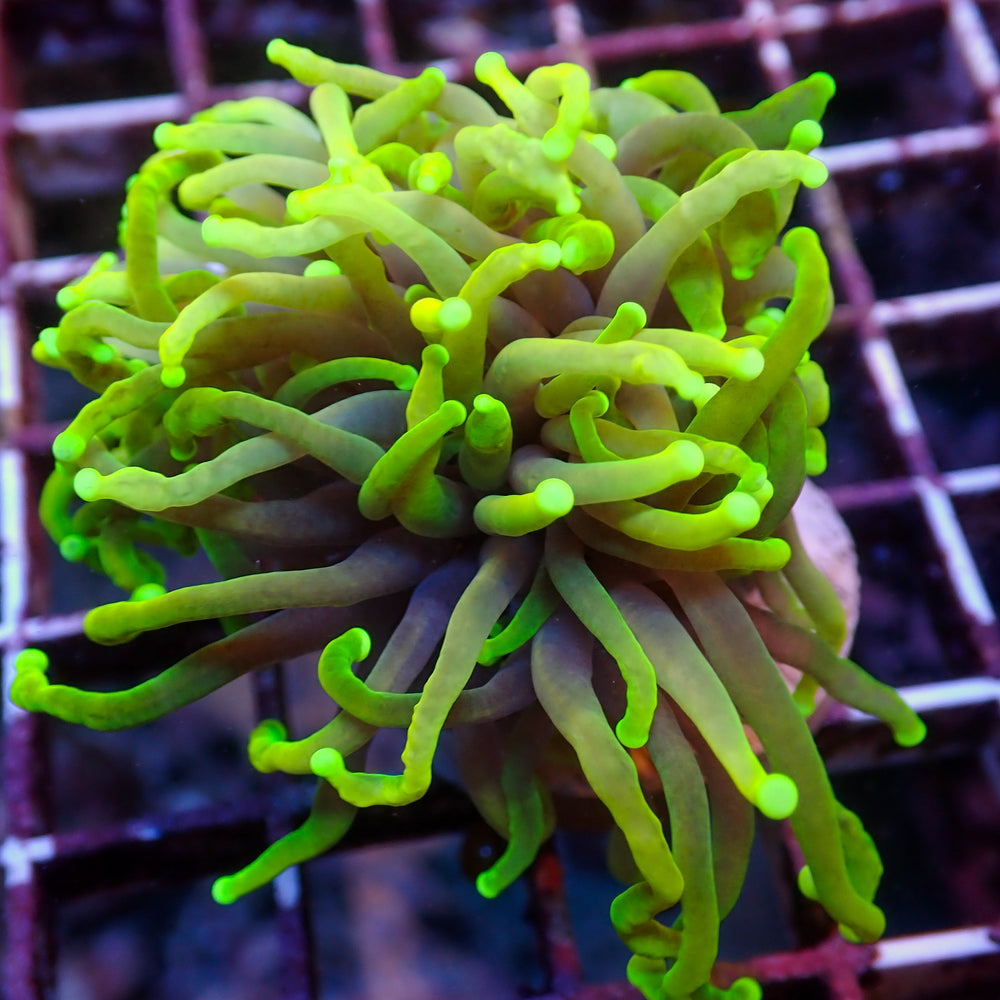 WYSIWYG Dragon Soul Torch (1 Polyp)