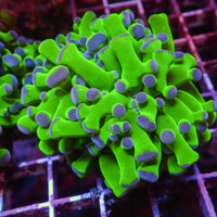 WYSIWYG Fat Tentacle Purple Tip Green Branching Frogspawn (1 Polyp)