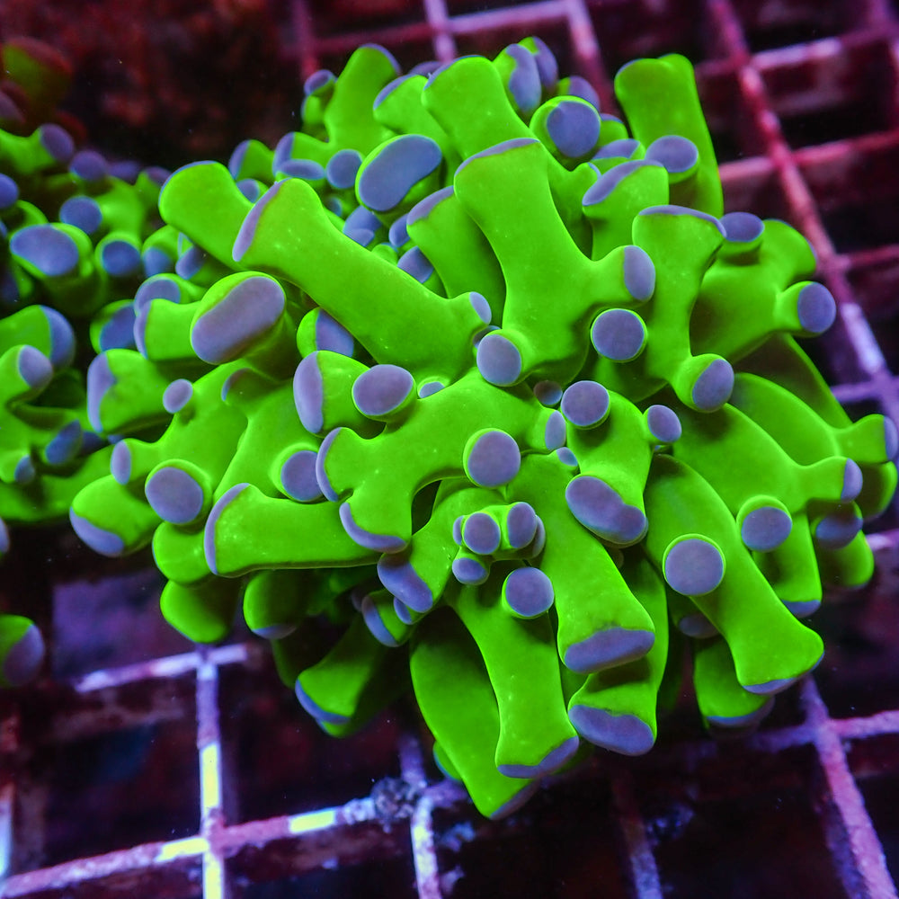 WYSIWYG Fat Tentacle Purple Tip Green Branching Frogspawn (1 Polyp)
