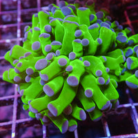 WYSIWYG Fat Tentacle Purple Tip Green Branching Frogspawn (1 Polyp)
