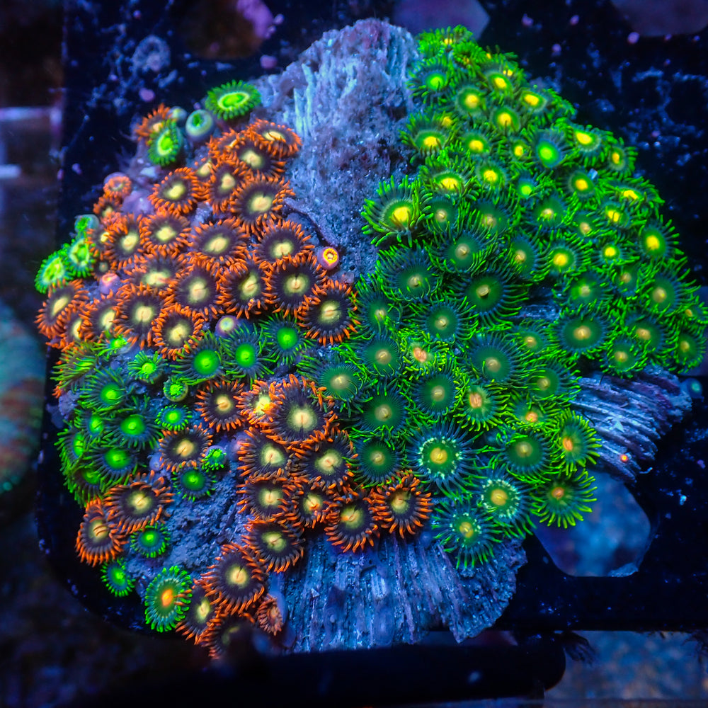 WYSIWYG Rainbow Zoa Combo Colony