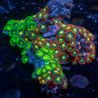 WYSIWYG Rainbow Zoa Combo Colony