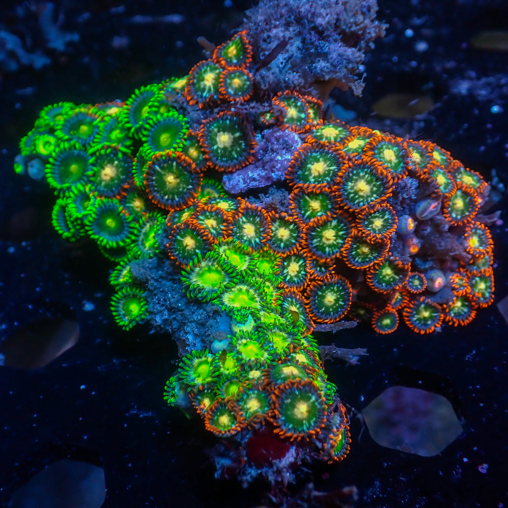 WYSIWYG Rainbow Zoa Combo Colony