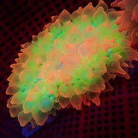 WYSIWYG Ultra Rainbow Skittle Pop Bubble Tip Anemone (2-3")