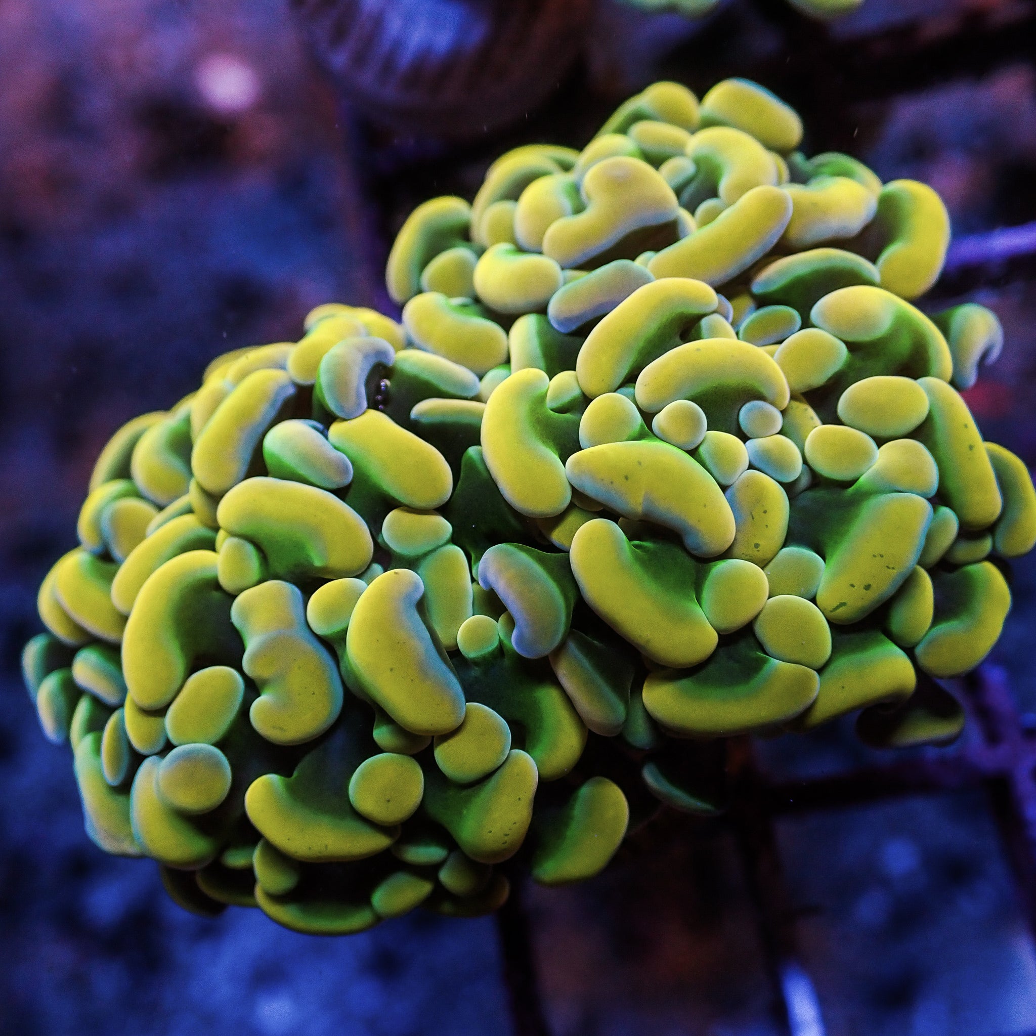 ゴアナクロー　ゴールド ハーバリウム　1022-1 Golden Rainbow Branching Hammer