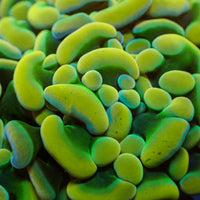 Golden Rainbow Branching Hammer (⚫Black Friday Steal!)
