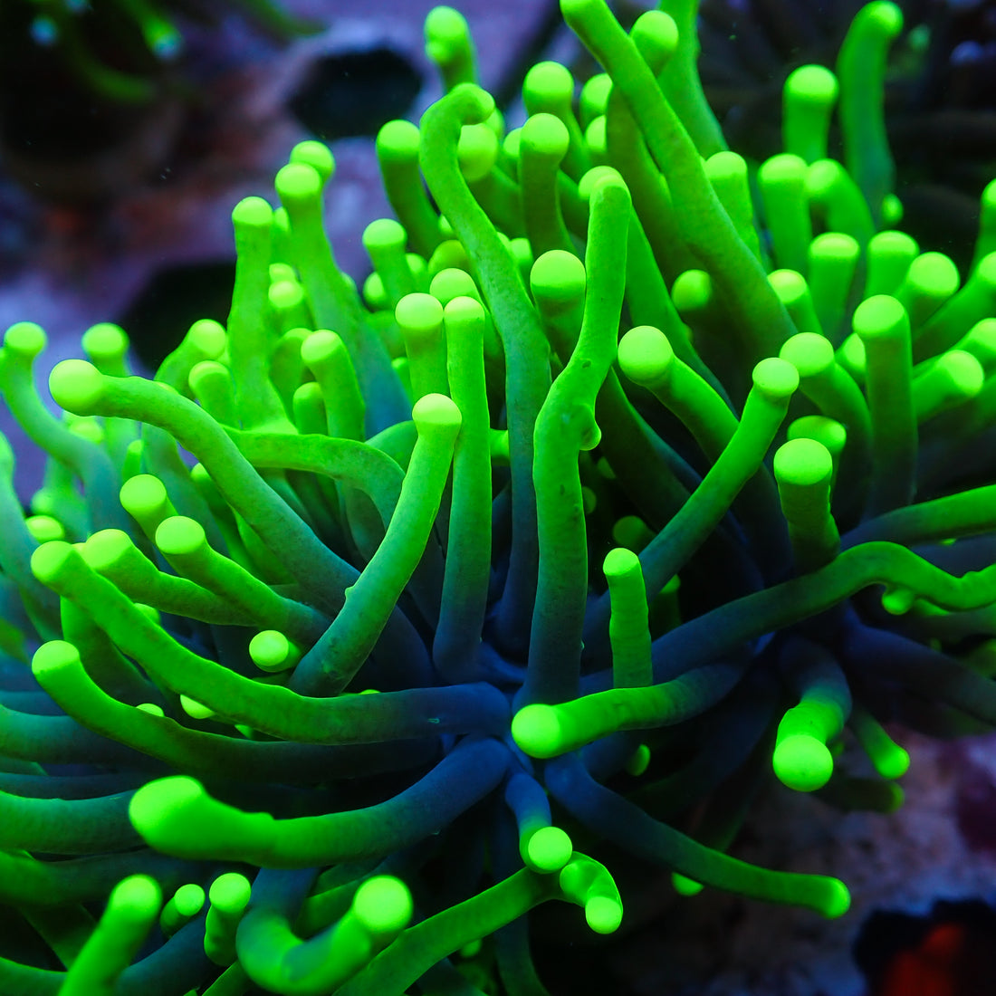 Indo Green Goblin Torch - Corals Anonymous