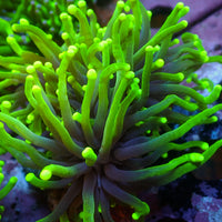 Indo Green Goblin Torch
