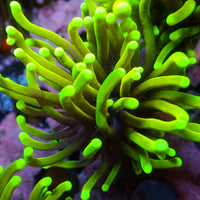 WYSIWYG Hellfire Indo Gold Torch (1 Polyp)