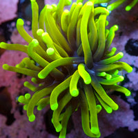 WYSIWYG Hellfire Indo Gold Torch (1 Polyp)