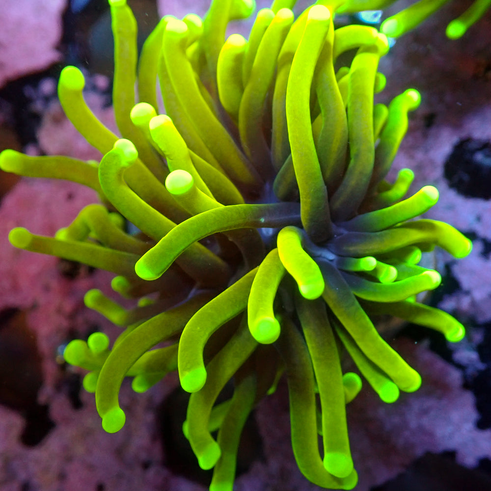 WYSIWYG Hellfire Indo Gold Torch (1 Polyp)