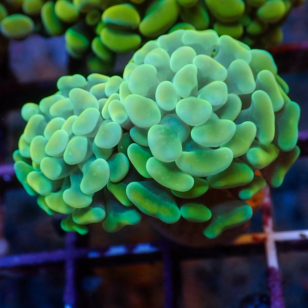 WYSIWYG Light Teal Branching Hammer Colony (2 Polyps)