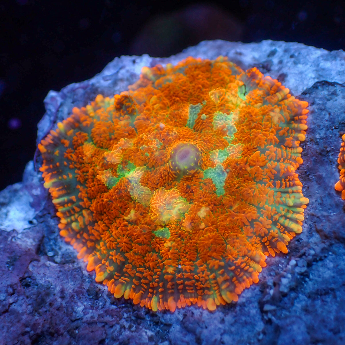 Orange Fanta Rhodactis Mushroom - Corals Anonymous