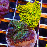Almost-WYSIWYG Rainbow Yuma Mushrooms (2 Polyps)