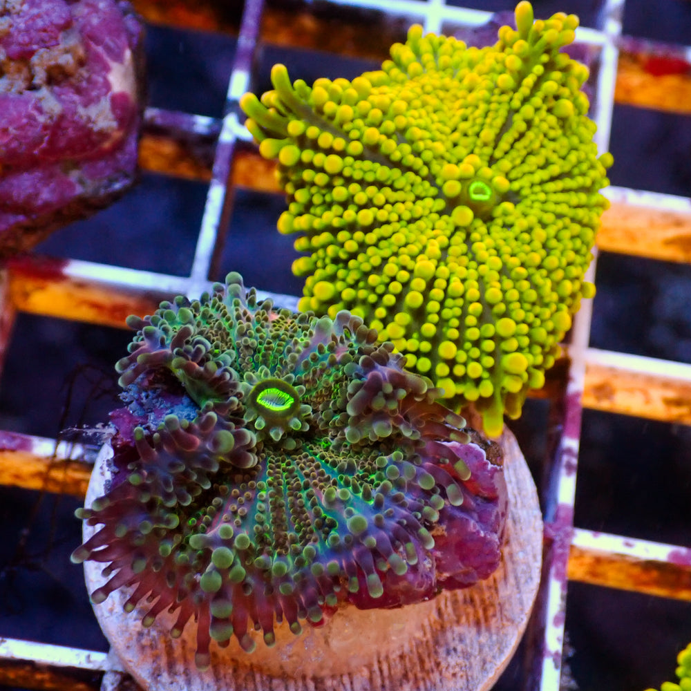 Almost-WYSIWYG Rainbow Yuma Mushrooms (2 Polyps)