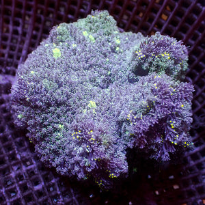 WYSIWYG Neon Speckled Purple Hemprichii Carpet Anemone (2-3”)