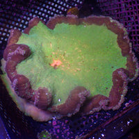 WYSIWYG Watermelon Pizza Carpet Anemone (7-8”)