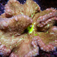 WYSIWYG Neon Based Pizza Carpet Anemone (5-6”)