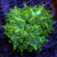 WYSIWYG Snowflake Lantern Tip Bubble Tip Anemone (2-3")