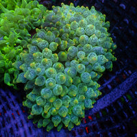 WYSIWYG Snowflake Lantern Tip Bubble Tip Anemone (3-5")