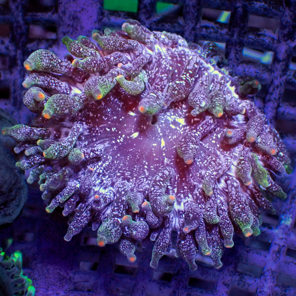 Glitter Starlight Bubble Tip Anemone