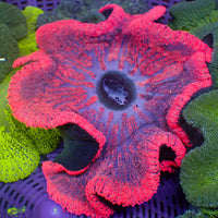 WYSIWYG Ruby Red Haddoni Carpet Anemone (6-8")