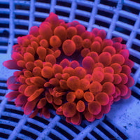 WYSIWYG CA Red Devil Bubble Tip Anemone (1-3")