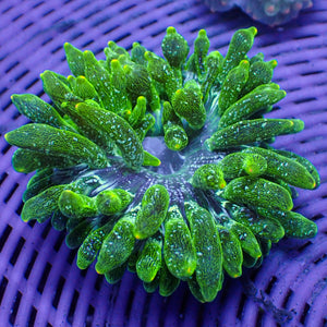 WYSIWYG Speckled Lantern Tip Bubble Tip Anemone (1-2")