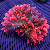 WYSIWYG Cherry Bomb Rainbow Bubble Tip Anemone (1-3")