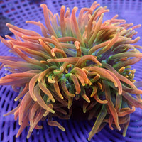 WYSIWYG Tropic Storm Bubble Tip Anemone (4-6")