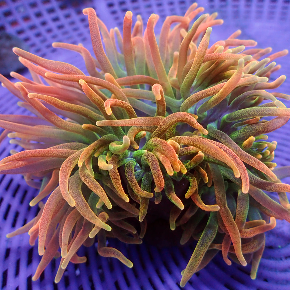 WYSIWYG Tropic Storm Bubble Tip Anemone (4-6