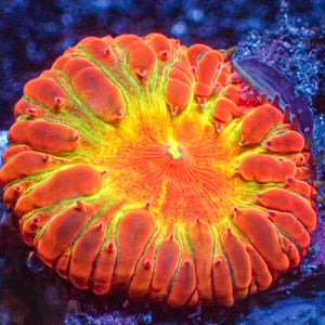 WYSIWYG Inferno Yellow Flare Blasto (1 Polyp) (W61)
