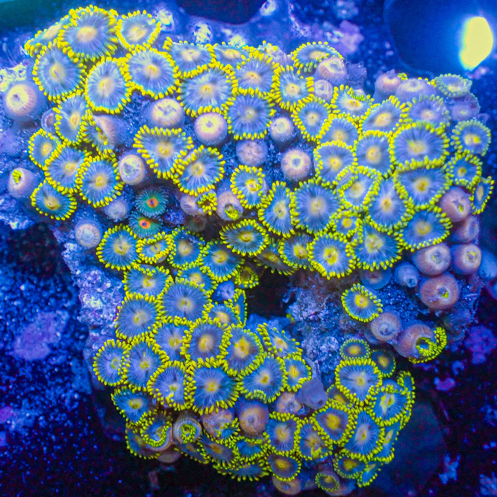 WYSIWYG Blueberry Multicolor Ultra Zoa Colony (120+ polyps) (W163)